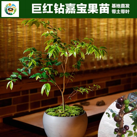 种植葡萄树的方法_树葡萄如何种植技术_种植葡萄树技术要点