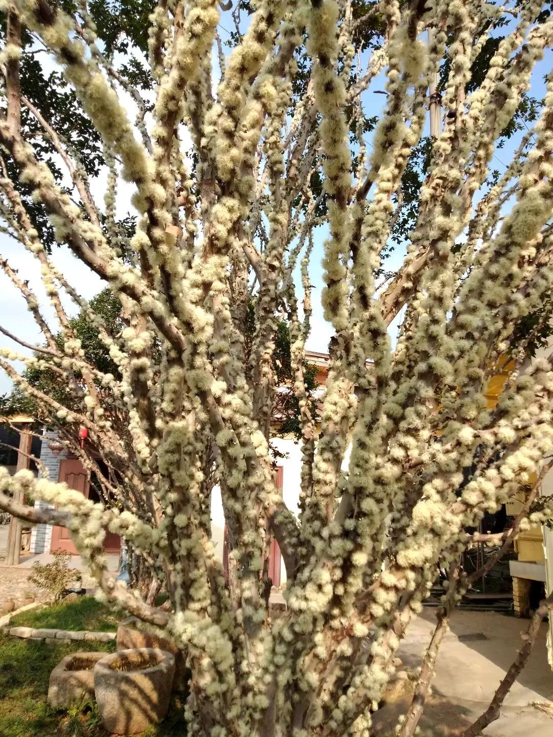 树葡萄如何种植技术_种植葡萄树技术要点_种植葡萄树的方法