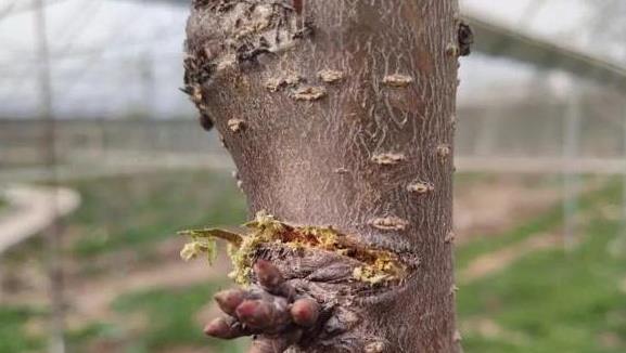 种植大樱桃利润如何_种植大樱桃致富_致富种植樱桃大树视频