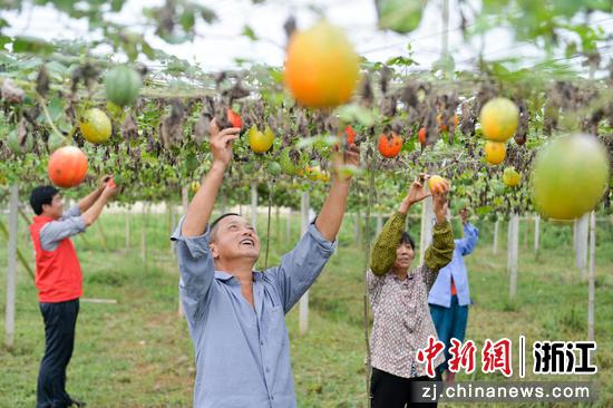 浙江长兴煤山：种好致富“金瓜子” 共富有路