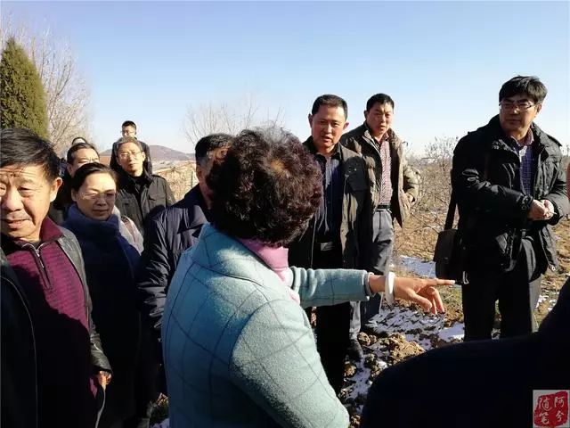 致富种植樱桃大棚视频_种植大樱桃致富_致富经大樱桃种植视频