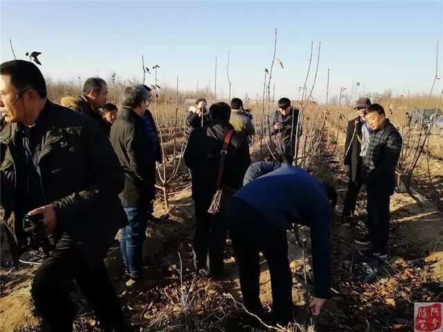 致富经大樱桃种植视频_种植大樱桃致富_致富种植樱桃大棚视频