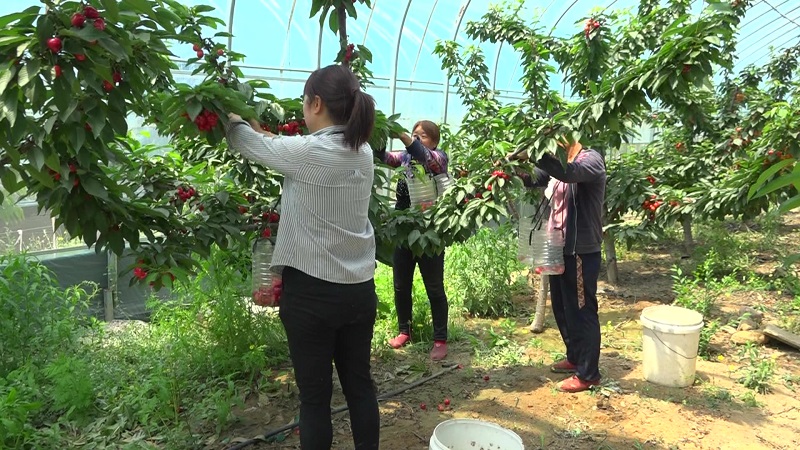 致富种植樱桃大棚视频_种植大樱桃致富_致富种植樱桃大树视频