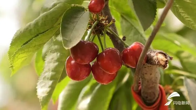 种植大樱桃致富_致富种植樱桃大棚视频_致富经樱桃种植视频