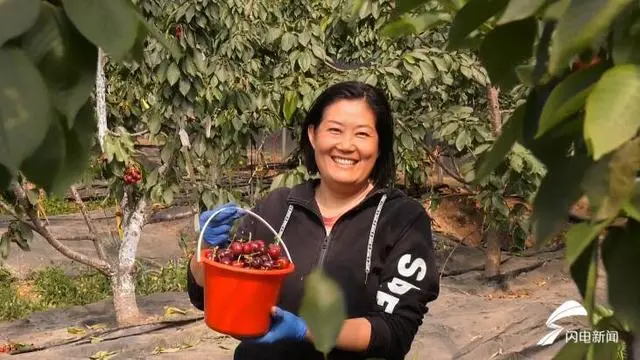 致富经樱桃种植视频_种植大樱桃致富_致富种植樱桃大棚视频