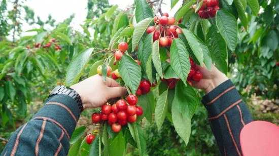 致富经樱桃种植视频_致富种植樱桃大树视频_种植大樱桃致富