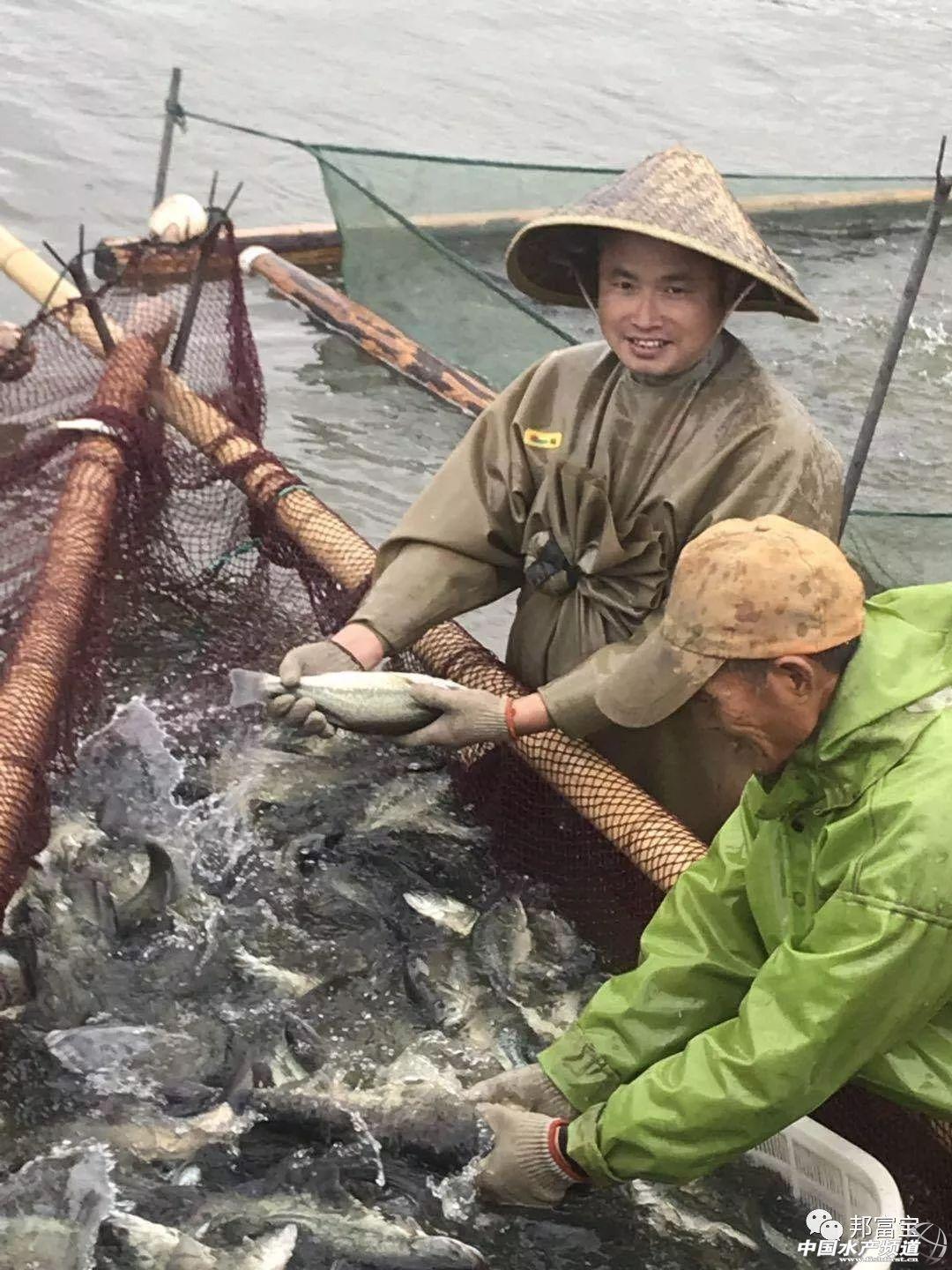 本地水花也可早上市？鲈鱼需要这么养