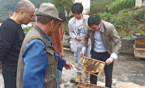 蜜峰养植技术_蜜峰养殖技术_怎样养蜜峰