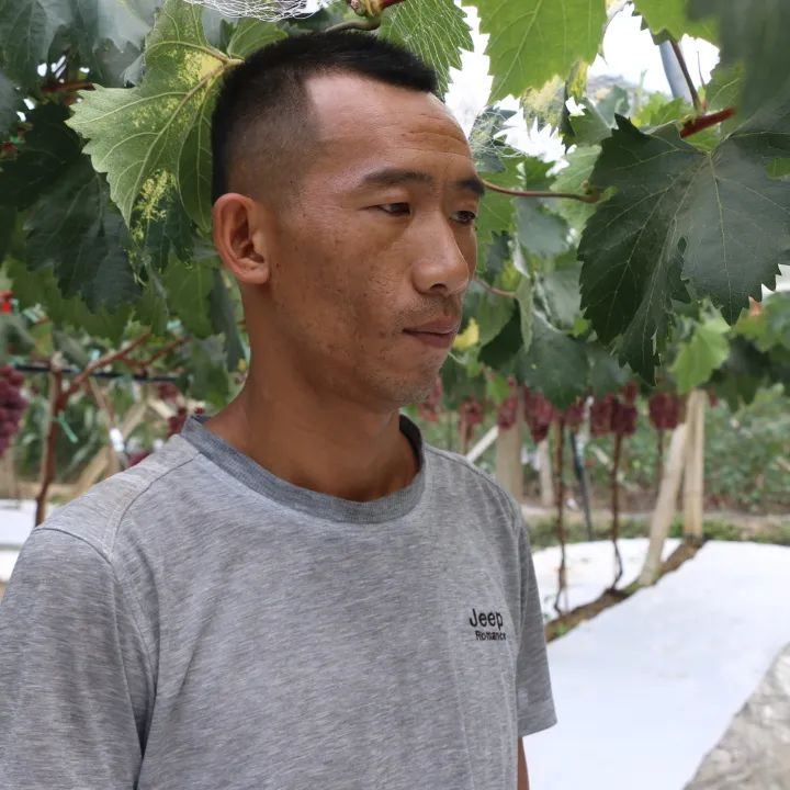 种植萄萄能赚到钱吗_靠种植葡萄致富_致富种植葡萄靠什么赚钱