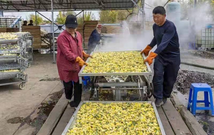 农村致富经中药材种植_致富经中草药种植项目_中草药种植 致富