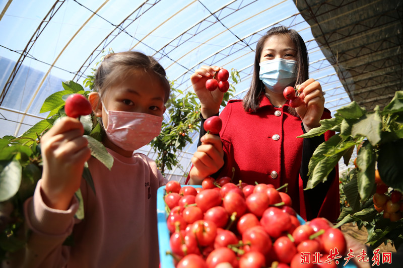 河北迁安：大棚樱桃助农增收