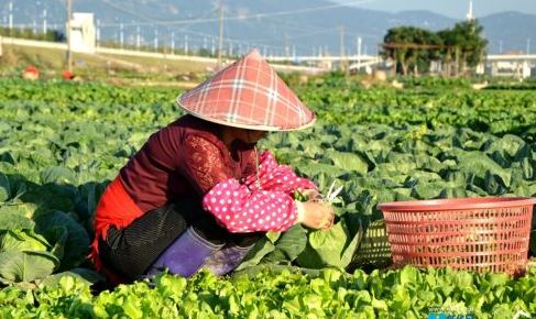 全年蔬菜种植时间表！什么季节种什么菜？一看就知道！