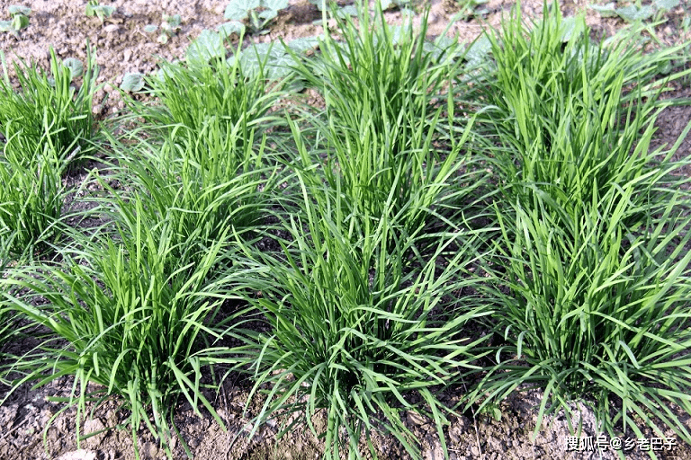 致富韭菜种植技术视频_致富韭菜种植技术视频教程_韭菜种植技术致富经