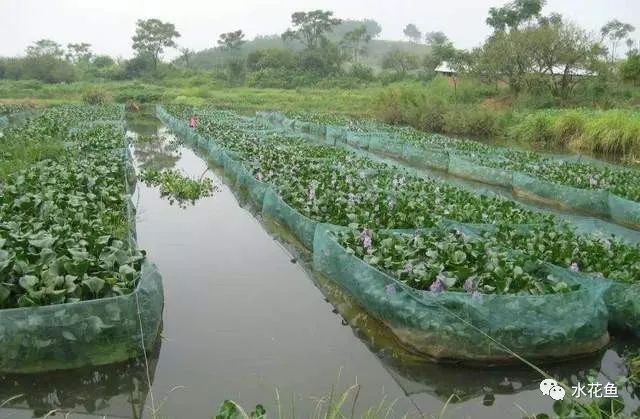 黄鳝养殖技术致富经_黄鳝养殖致富经_致富养殖黄鳝技术视频