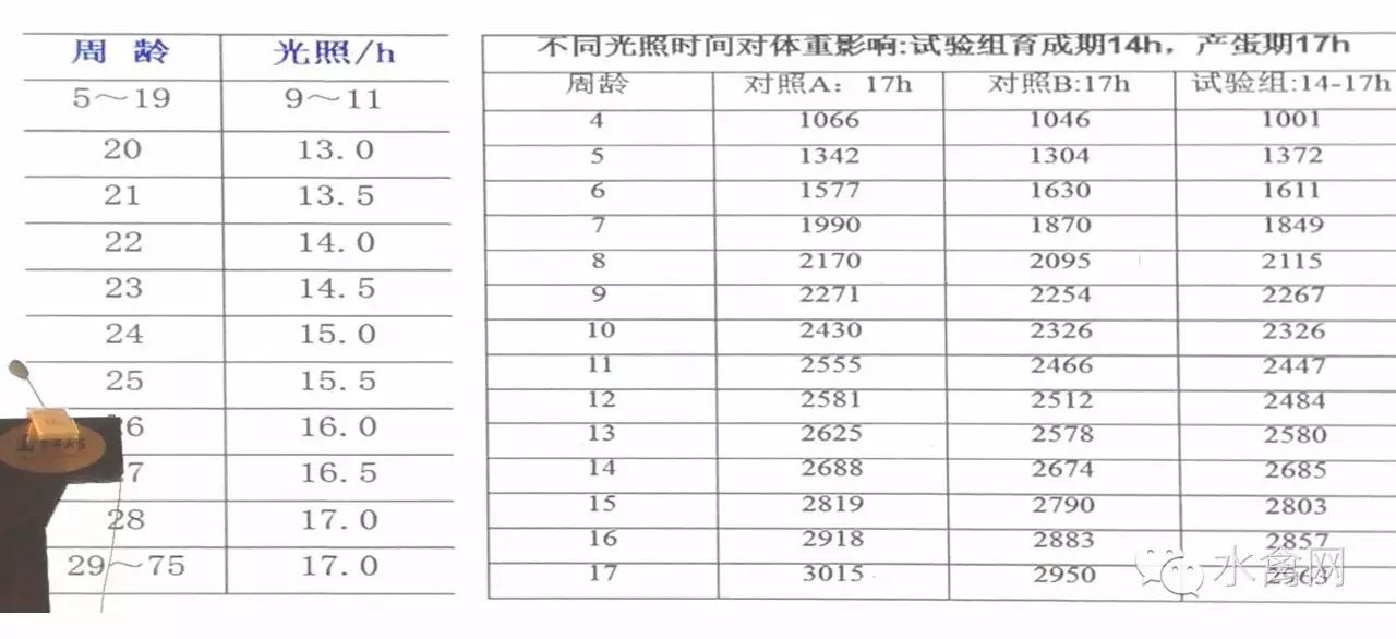 鸭子养殖技术ppt_鸭子养殖技术ppt课件免费_鸭子养殖技术鸭子养殖方法