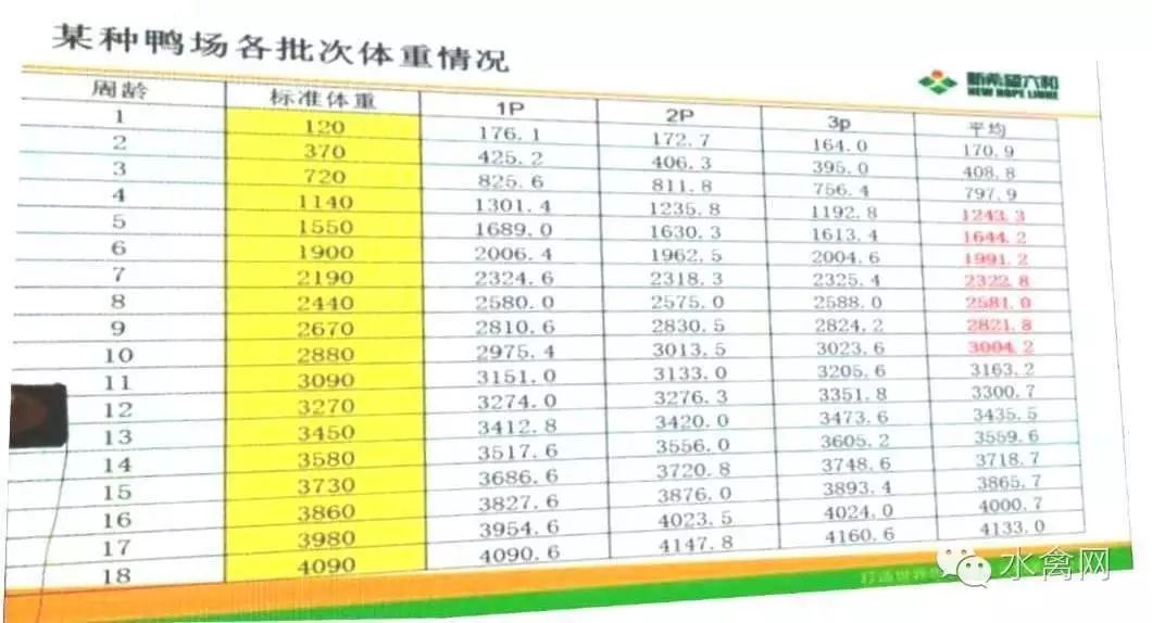 鸭子养殖技术ppt_鸭子养殖技术鸭子养殖方法_鸭子养殖技术ppt课件免费