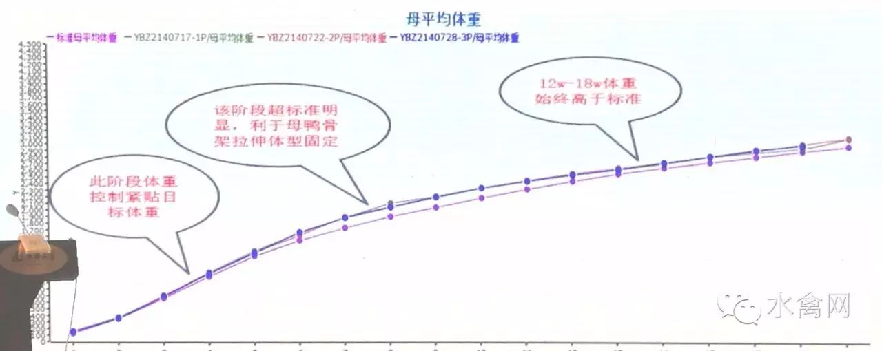 鸭子养殖技术ppt课件免费_鸭子养殖技术ppt_鸭子养殖技术鸭子养殖方法