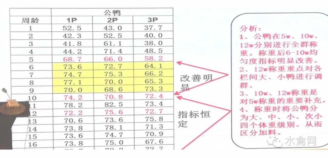 鸭子养殖技术ppt_鸭子养殖技术鸭子养殖方法_鸭子养殖技术ppt课件免费