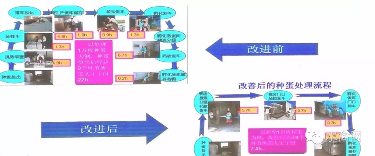 鸭子养殖技术鸭子养殖方法_鸭子养殖技术ppt课件免费_鸭子养殖技术ppt