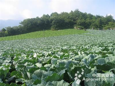 威芋三号土豆市场价格