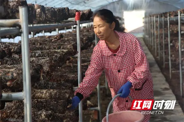 合作社种植香菇脱贫致富_香菇种植专业合作社简介_香菇合作社补贴政策