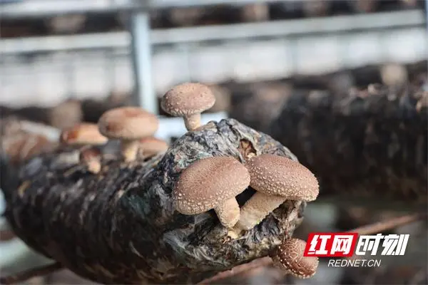 合作社种植香菇脱贫致富_香菇合作社补贴政策_香菇种植专业合作社简介