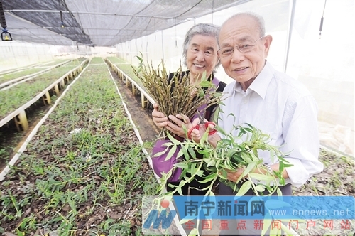 铁皮石斛种植赚钱吗_种植铁皮石斛 致富_致富种植铁皮石斛怎么样
