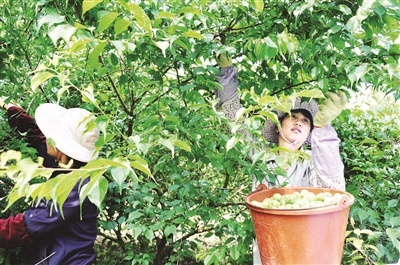 致富鸡蛋药中草药是什么_致富经中草药鸡蛋_致富鸡蛋药中草药有哪些