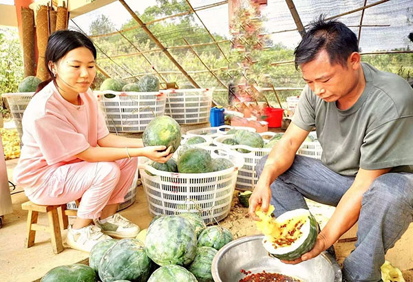 致富瓜子种植白菜视频_白瓜子种植致富_白瓜子种植技术视频