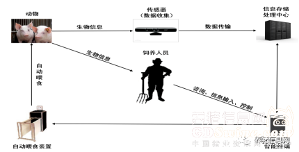 香椿树林散养鸡_养殖鸡香椿技术培训_香椿鸡养殖技术