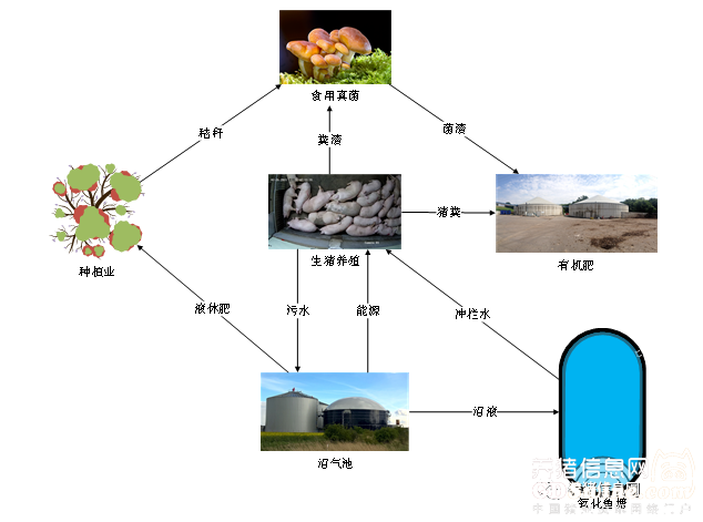 香椿鸡养殖技术_养殖鸡香椿技术培训_香椿树林散养鸡