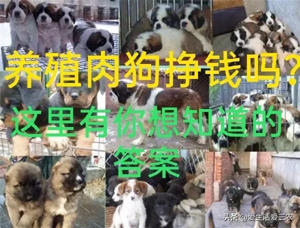 肉狗养殖技术图说_养殖肉狗图片_肉狗养殖技术书