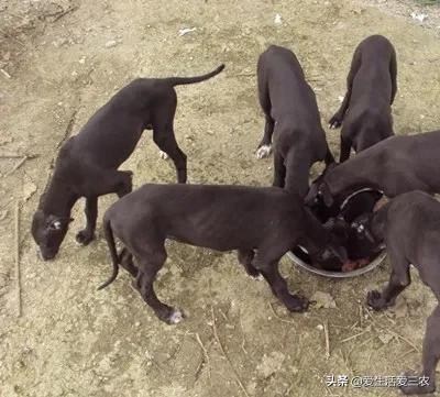 养殖肉狗图片_肉狗养殖技术图说_肉狗养殖技术书