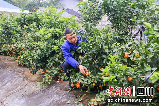 种植椪柑树需要哪些技术_椪柑种植技术视频_杷杷柑种植技术视频