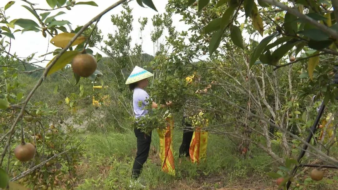 广东农村种植致富项目_在广东农村种植什么最赚钱_广东农村种植什么赚钱不愁销路