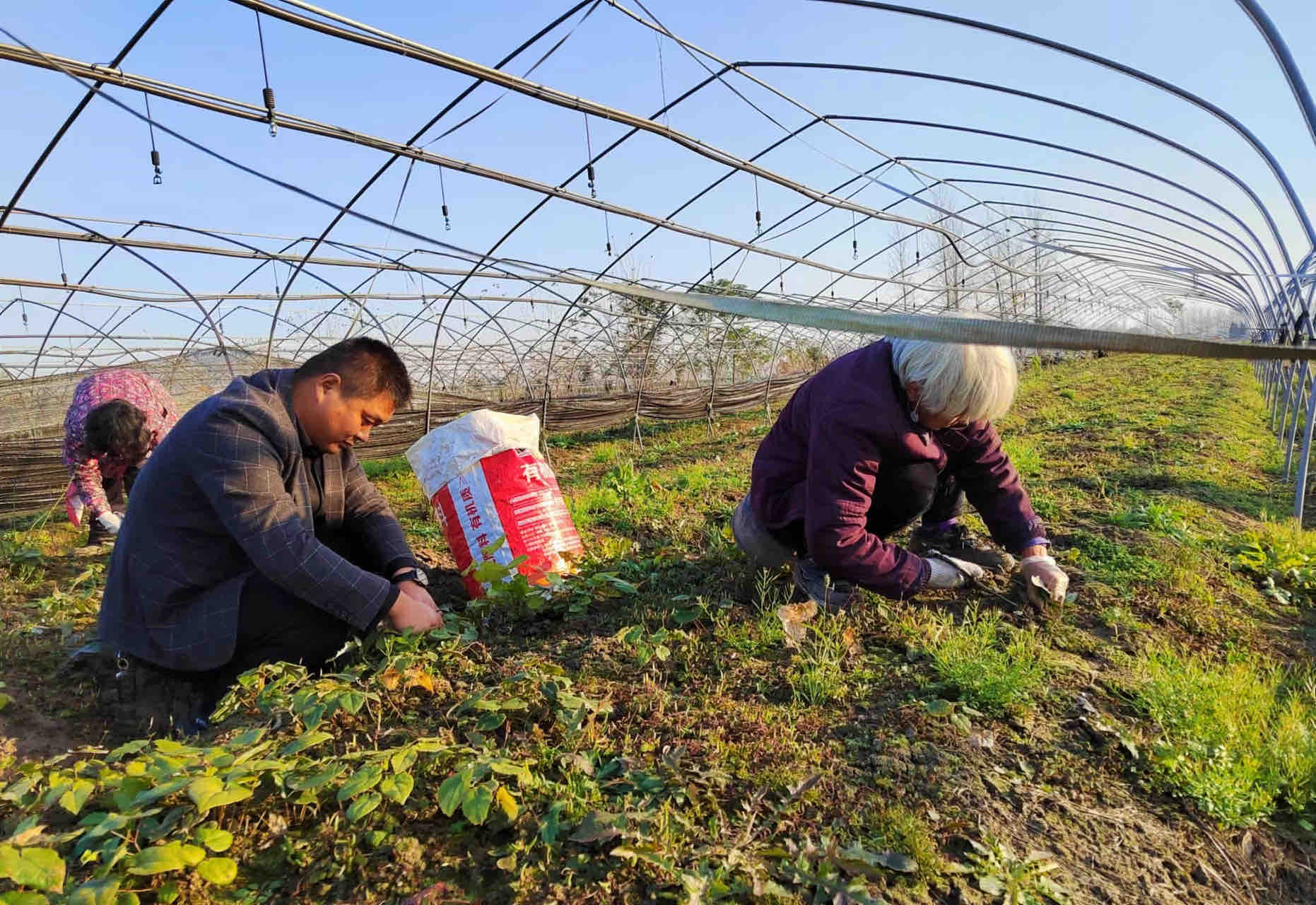 东皇街道小陈社区：种植淫羊藿 走上致富路