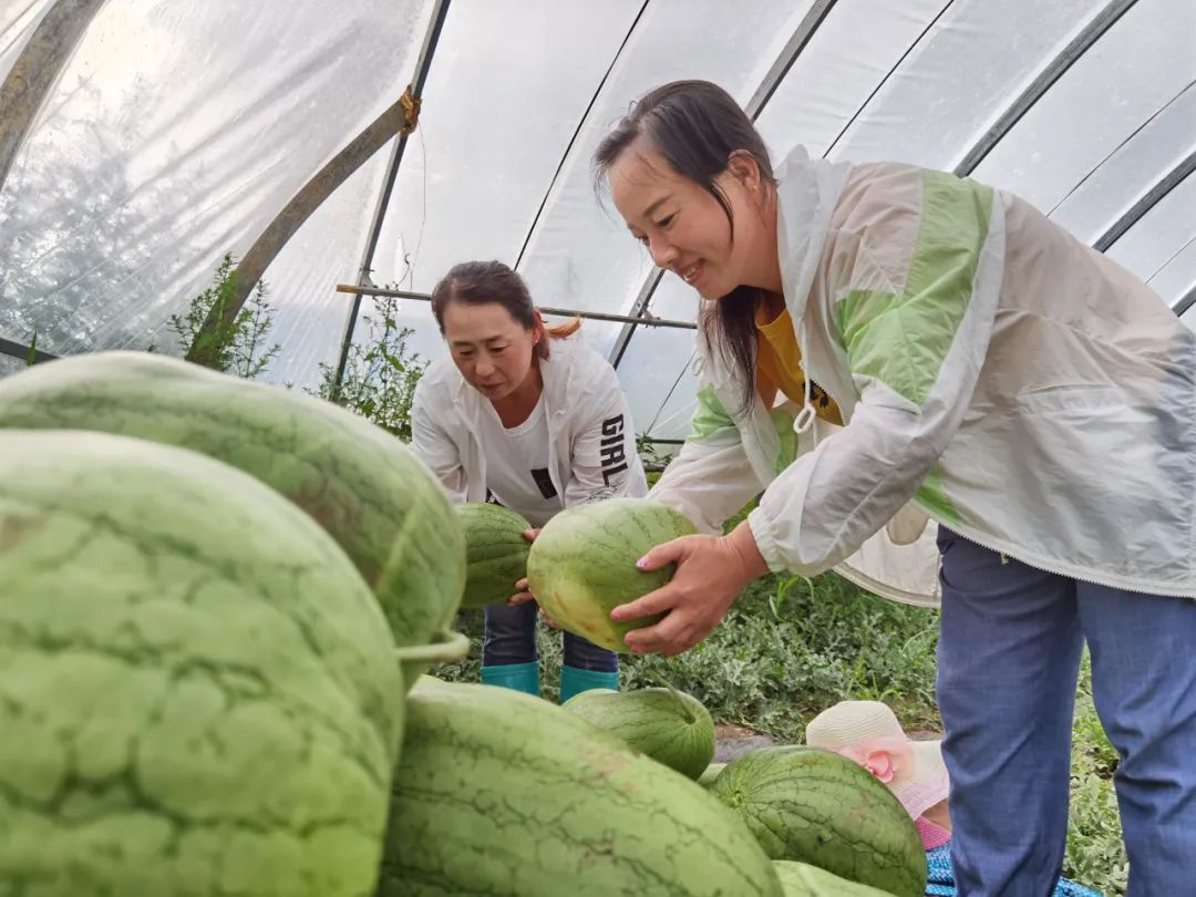 西瓜变成“摇钱树” 阿荣旗念好致富经