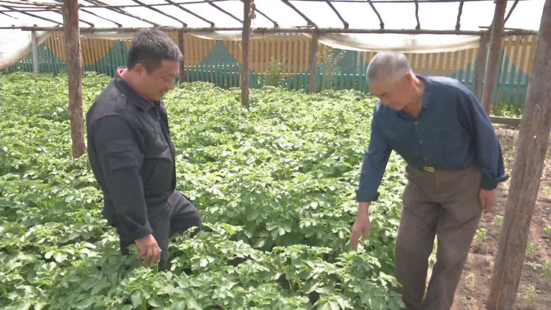 地黄种植致富_牙克石种植致富_牙克石种植结构