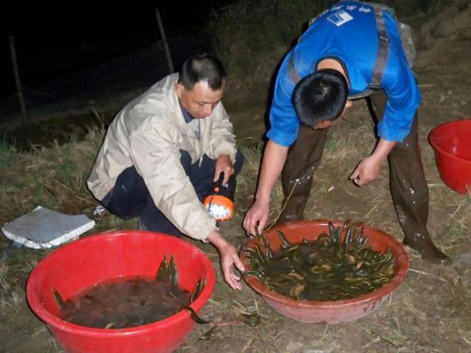 养殖水蛭技术有哪些_养殖水蛭技术哪里有_养殖水蛭技术有前途吗