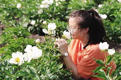 赤芍花开出致富路