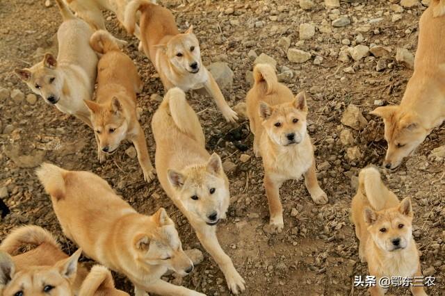 肉狗养殖技术书_肉狗养殖技术图说_养殖肉狗技术指导视频