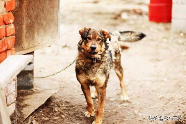 肉狗养殖技术书_养殖肉狗技术指导视频_肉狗养殖技术图说