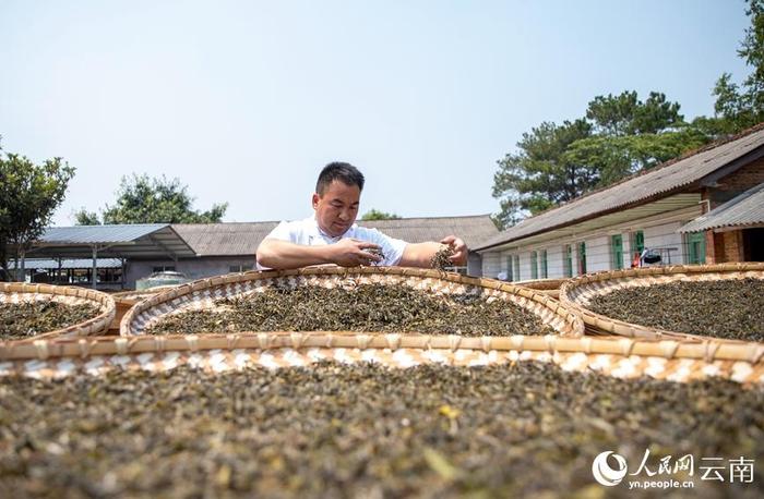 致富经卖叶子下集_致富种植_致富经小伙卖树叶