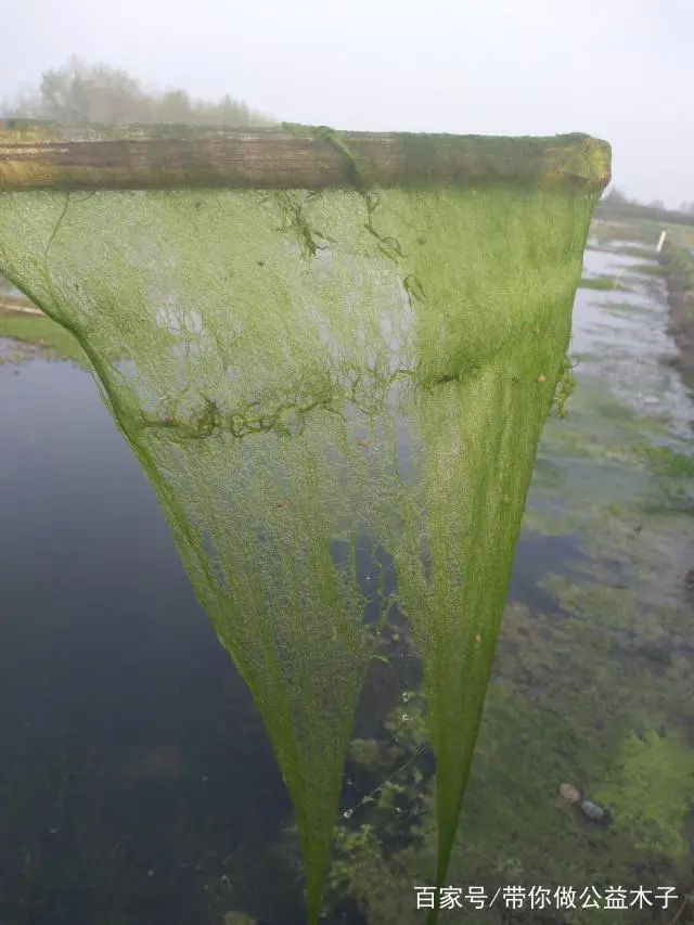 锦绣龙虾养殖技术规程_锦绣龙虾养殖技术要求_锦绣龙虾养殖技术