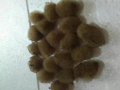 养水蛭网箱用什么规格_网箱养水蛭成本及利润_致富经水蛭网箱养殖技术