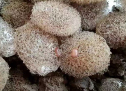 网箱养水蛭成本及利润_致富经水蛭网箱养殖技术_养水蛭网箱用什么规格