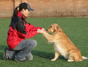 怎么训狗狗基本动作视频教程