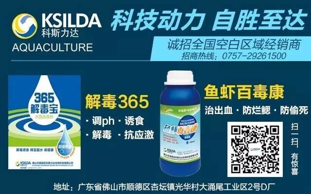 桂花鱼饲料也要来啦！将干掉24亿斤、100亿元饵料鱼，带给行业一场重大变革！