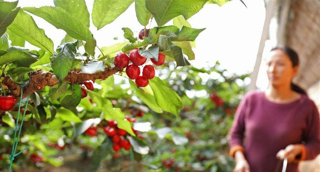 种植养殖致富之路_养殖致富经_致富养殖什么最赚钱