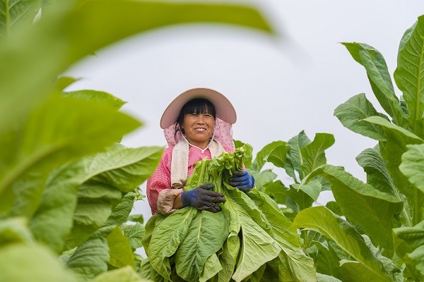 致富经辣椒种植视频_致富经荣红卫辣椒创业_农业节目致富经种植辣椒